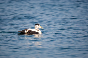 Fototapeta premium Common Eider (Somateria mollissima) doğal yaşam alanı.