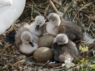 Five newly hatched mute swan cygnets in the nest as two other eggs wait to hatch.