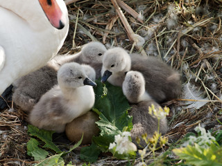 Five newly hatched mute swan cygnets in the nest as two other eggs wait to hatch.