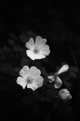 Fototapeta na wymiar black and white fine art plants, nature, grass