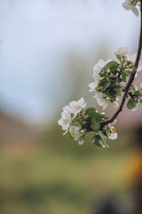 Blooming tree brunch against blue and green background