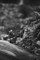 black and white fine art plants, nature, grass