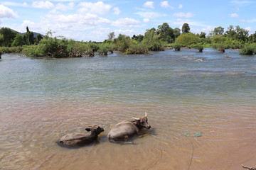 Buffles dans le fleuve Mékong à Don Det, Laos