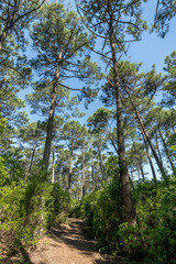 CAP FERRET (Gironde, France), la réserve naturelle des Réservoirs de Piraillan