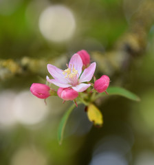 Fototapeta na wymiar Pink cherry blossom.