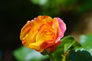 Red and yellow rose bloom.