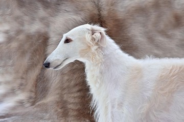 Fototapeta na wymiar Portrait of Russian wolfhound