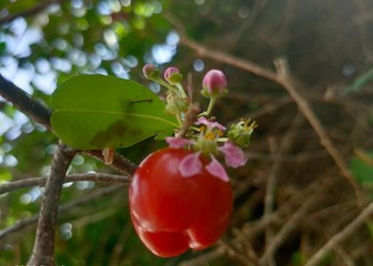red apples on a branch