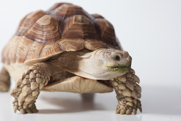 Obraz premium African species of spurred tortoise (Centrochelys sulcata) isolate on white background 