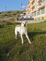 Obraz premium Cane bianco