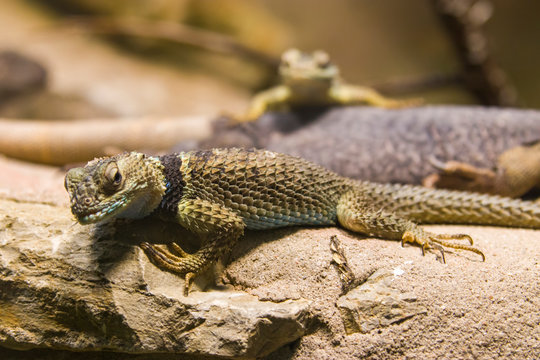 Blue spiny lizard  is a species of phrynosomatid lizard.
It ranges from the United States in southern Texas, through the eastern states of Mexico, to Central America in Guatemala and Belize.