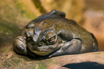 a sleeping Colorado River toad.
It is found in northern Mexico and the southwestern United States.
 has a smooth, leathery skin and is olive green or mottled brown in color. 