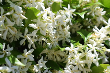 Pianta di falso gelsomino (Rhyncospermum Jasminoides) con bellissimi fiori bianchi