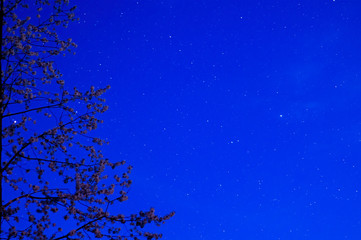 Nocne niebo, gwiazdy i drzewa.