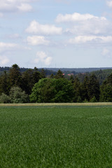 Green fields 