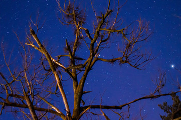Nocne niebo, gwiazdy i drzewa.
