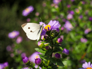 Close up of Large Cabbage White butterfly (Pieris brassicae) eating nectar of aster alpinus flowers