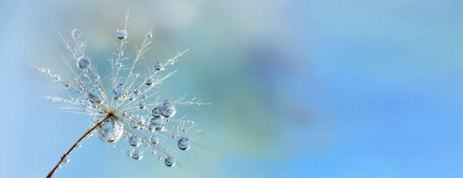 Dandelion seed closed up with water drops or dew beautiful nature background