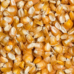 corn seeds close-up. sweet corn grains