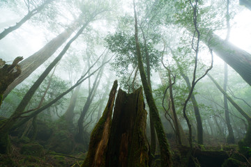 屋久島の森