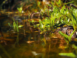 Water plant reflecting in garden lake