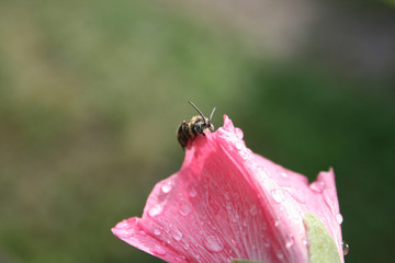 Wet bee on the tender mallow