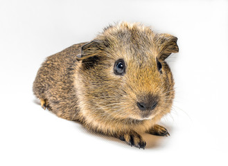 baby Guinea pig