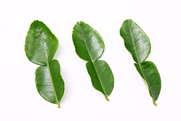 Fresh bergamot leaf