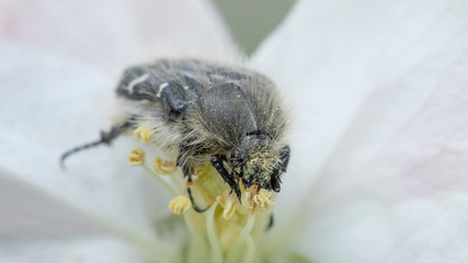 The Tropinota hirta pest eats the flowers of fruit trees.