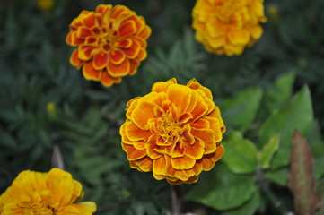 colorful marigold flower on a background of green foliage,Tagetes erecta,African marigold, American marigold,Aztec marigold,Big marigold,ASTERACEAE,COMPOSITAE