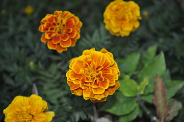 colorful marigold flower on a background of green foliage,Tagetes erecta,African marigold, American marigold,Aztec marigold,Big marigold,ASTERACEAE,COMPOSITAE