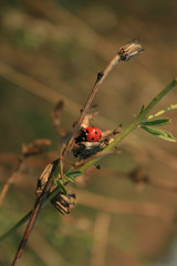 Ladybug