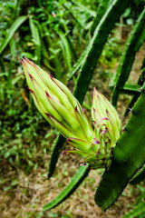 typical Vietnamese food and regional healthy dishes with flower of dragon fruit