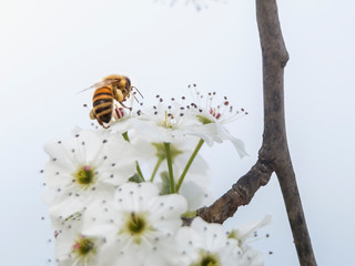 Bee on cherry blossom in Talenti Park, Rome