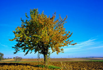 Cerisier solitaire dans les champs labourés à l'automne en Alsace en France