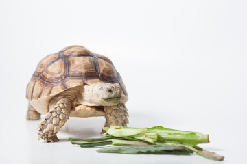 African species of spurred tortoise (Centrochelys sulcata) isolate on white background
