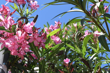 Fiori rosa di oleandro (Nerium oleander)