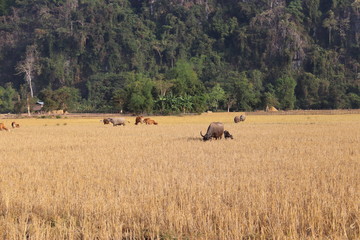 Fototapeta na wymiar Buffles dans un champs à Kong Lor, Laos