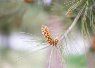 The detail of a pine branch, Rome
