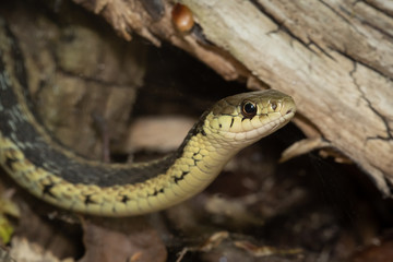 An Eastern Garter Snake searches for a meal in the Glen Stewart Ravine in the Upper Beaches neighbourhood of Toronto, Ontario.