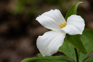 A white trillium grows in Glen Stewart Ravine in the Beaches neighbourhood of Toronto, Ontario.