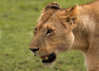 Closeup of a lioness at Masai Mara, Kenya
