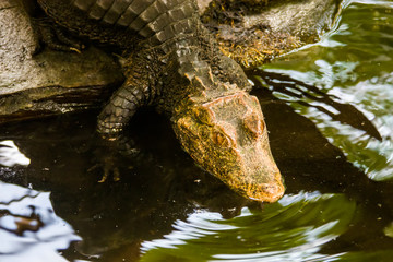 a Cuvier's dwarf caiman moves to the pond.
It is a small crocodilian in the alligator family from northern and central South America. 
It lives in riverine forests, flooded forests near lakes.