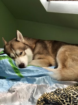 siberian husky Zevs