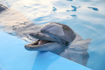 Dolphin.