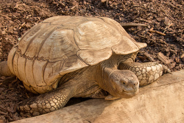 African spurred tortoise (Centrochelys sulcata) climbs the wood, which inhabits the southern edge of the Sahara desert, in Africa.