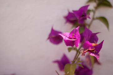 flor de buganvilla iluminada conun rayo de sol