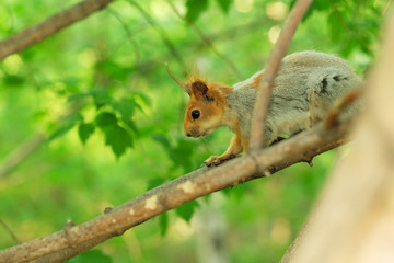 Naklejka na ściany i meble A wild squirrel captured in warm spring day on a tree branch