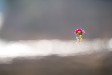 菊の花