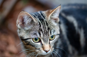 Young Cat